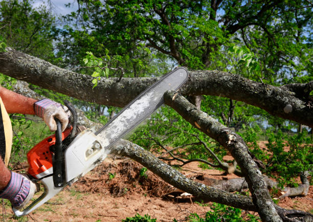 Best Commercial Tree Services  in Chilton, WI